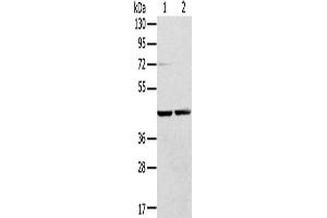 Western Blotting (WB) image for anti-Ras-Related GTP Binding A (RRAGA) antibody (ABIN2430775) (RRAGA Antikörper)