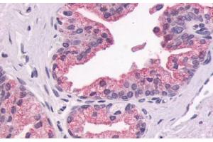 Anti-GPR87 antibody  ABIN1048889 IHC staining of human prostate, epithelium.