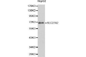 Western blot analysis of HepG2 cell lysate using SLC27A2 antibody. (SLC27A2 Antikörper  (AA 30-200))