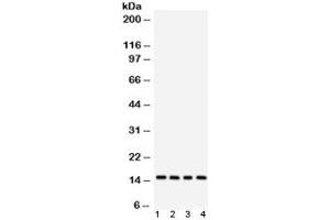 Western blot testing of 1) rat testis, 2) mouse spleen, 3) human HeLa and 4) human SMCC lysate with Galectin 1 antibody.