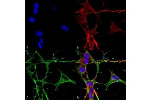 Immunocytochemistry/Immunofluorescence analysis using Mouse Anti-Neuroligin 3 Monoclonal Antibody, Clone S110-29 (ABIN1741451). (Neuroligin 3 Antikörper  (AA 730-848) (Atto 488))