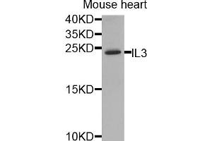 Western blot analysis of extracts of mouse heart, using IL3 antibody (ABIN5974991) at 1/1000 dilution. (IL-3 Antikörper)