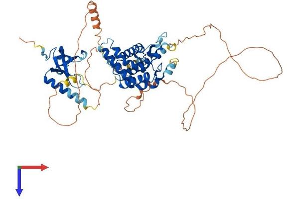 MSL3 Protein (AA 1-525) (His tag)