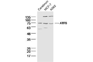 Lane 1: Rat cerebrum lysates; Lane 2: MCF-7 lysates; Lane 3: K562 lysates; probed with ATF6 Polyclonal Antibody, unconjugated (bs-23094R) at 1:300 overnight at 4°C followed by a conjugated secondary antibody for 60 minutes at 37°C. (ATF6 Antikörper  (AA 431-530))