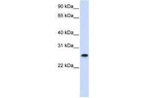 PHF19 antibody used at 0. (PHF19 Antikörper  (C-Term))