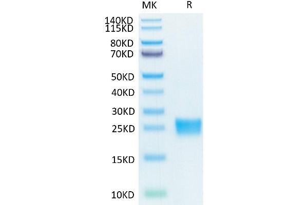 IL17F Protein (His-Avi Tag,Biotin)