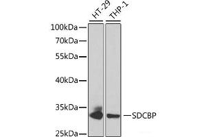 Western blot analysis of extracts of various cell lines using SDCBP Polyclonal Antibody at dilution of 1:1000. (SDCBP Antikörper)