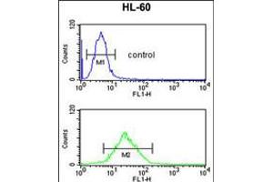 Flow cytometric analysis of HL-60 cells (bottom histogram) compared to a negative control cell (top histogram). (LY75/DEC-205 Antikörper  (AA 646-675))