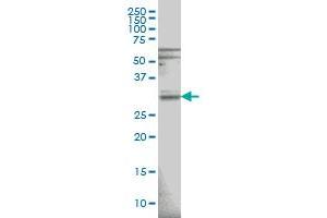 RNASEH1 monoclonal antibody (M01), clone 5D10 Western Blot analysis of RNASEH1 expression in HeLa .