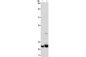 Gel: 8 % SDS-PAGE, Lysate: 40 μg, Lane 1-2: Lovo cells, PC3 cells, Primary antibody: ABIN7130253(MPG Antibody) at dilution 1/950, Secondary antibody: Goat anti rabbit IgG at 1/8000 dilution, Exposure time: 1 minute (MPG Antikörper)