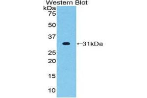 Western Blotting (WB) image for anti-Fucosyltransferase 4 (Alpha (1,3) Fucosyltransferase, Myeloid-Specific) (FUT4) (AA 264-497) antibody (ABIN1858931) (CD15 Antikörper  (AA 264-497))