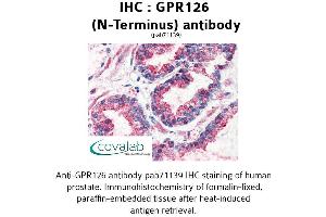 Image no. 2 for anti-G Protein-Coupled Receptor 126 (GPR126) (N-Term) antibody (ABIN1734925) (G Protein-Coupled Receptor 126 Antikörper  (N-Term))