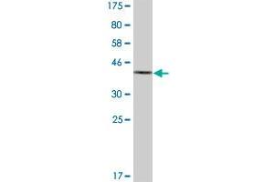 Western Blot detection against Immunogen (36. (AKR1C2 Antikörper  (AA 224-323))
