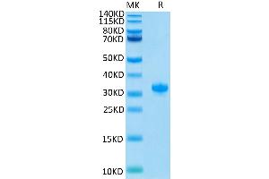 Human IgG4 Fc on Tris-Bis PAGE under reduced condition. (IgG4 Fc (AA 99-326) (Active) Protein)