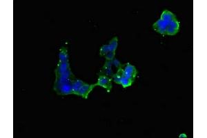 Immunofluorescent analysis of 293 cells using ABIN7151202 at dilution of 1:100 and Alexa Fluor 488-congugated AffiniPure Goat Anti-Rabbit IgG(H+L) (RNF5 Antikörper  (AA 1-120))