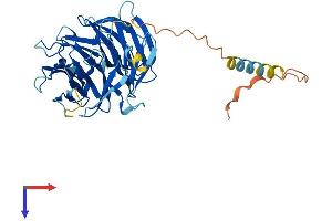 AlphaFold protein structure predicition of Human Recombinant WDR74 Protein, UniprotID Q6RFH5
