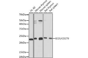 Western blot analysis of extracts of various cell lines, using ICOS/CD278 Rabbit mAb (ABIN7267869) at 1:1000 dilution. (ICOS Antikörper)