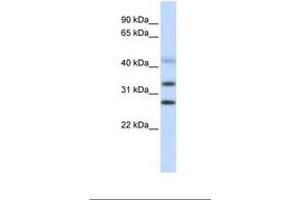 Image no. 1 for anti-Centromere Protein H (CENPH) (AA 146-195) antibody (ABIN6739074) (CENPH Antikörper  (AA 146-195))