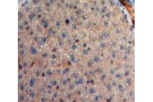 Used in DAB staining on fromalin fixed paraffin-embedded Liver tissue (Neuregulin 4 Antikörper  (AA 1-62))