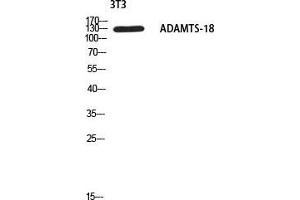Western Blot (WB) analysis of 3T3 using ADAMTS-18 antibody. (ADAMTS18 Antikörper)
