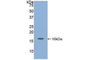 Detection of Recombinant IGF1, Mouse using Polyclonal Antibody to Insulin Like Growth Factor 1 (IGF1) (IGF1 Antikörper  (AA 49-153))