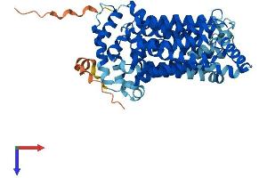SLC2A7 Protein (AA 1-513) (His tag)