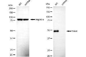 Western blotting analysis using TANK antibody (ABIN7800580). (TANK Antikörper)