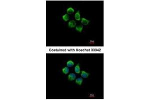 ICC/IF Image Immunofluorescence analysis of methanol-fixed A431, using SNX12, antibody at 1:500 dilution.