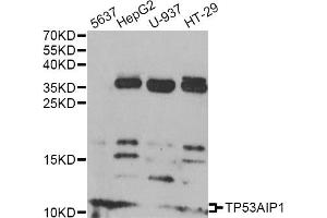 Western blot analysis of extracts of various cell lines, using TP53AIP1 antibody (ABIN6292220) at 1:1000 dilution. (TP53AIP1 Antikörper)