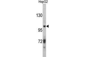 Western blot analysis of ITIH2 antibody (C-term) in HepG2 cell line lysates (35ug/lane).