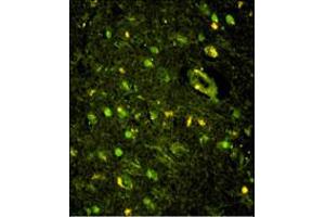 Immunofluorescence analysis of KHSRP Antibody with paraffin-embedded human brain tissue . (KHSRP Antikörper  (N-Term))