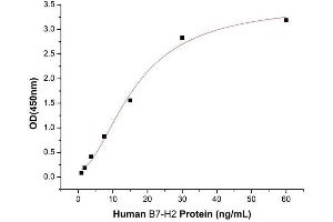 Inducible T-Cell Co-Stimulator Ligand (ICOSLG) (AA 19-258) (Active) protein (His tag)