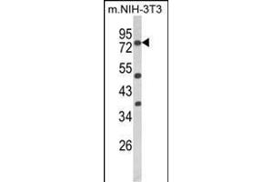 Western blot analysis of PRKCA Antibody (N-term) (ABIN652517 and ABIN2842346) in mouse NIH-3T3 cell line lysates (35 μg/lane). (PKC alpha Antikörper  (N-Term))