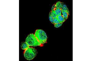 Confocal immunofluorescent analysis of TRIM59 Antibody (N-term) (ABIN655580 and ABIN2845072) with HepG2 cell followed by Alexa Fluor 488-conjugated goat anti-rabbit lgG (green). (TRIM59 Antikörper  (N-Term))