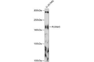 Western blot analysis of extracts of U-251MG cells, using PLXN antibody (ABIN7269422) at 1:1000 dilution. (Plexin A3 Antikörper  (AA 950-1150))
