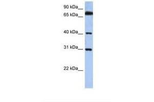 Image no. 1 for anti-Dehydrogenase/reductase (SDR Family) X-Linked (DHRSX) (C-Term) antibody (ABIN6739106) (DHRSX Antikörper  (C-Term))