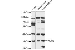 Western blot analysis of extracts of various cell lines, using PTGR1 antibody (ABIN1875946) at 1:3000 dilution. (PTGR1 Antikörper)