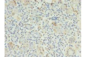 Immunohistochemistry of paraffin-embedded human pancreatic tissue using ABIN7151677 at dilution of 1:100 (ERP27 Antikörper  (AA 26-273))