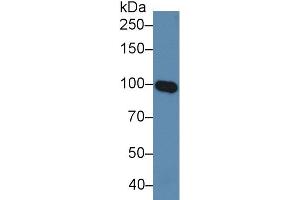 Detection antibody from the kit in WB with Positive Control:  Sample Human serum. (MAG ELISA Kit)