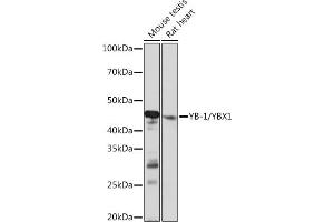 Western blot analysis of extracts of various cell lines, using YB-1/YBX1 Rabbit mAb (ABIN7271410) at 1:1000 dilution. (YBX1 Antikörper)
