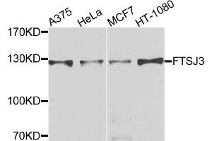 Western blot analysis of extracts of various cell lines, using FTSJ3 antibody. (FTSJ3 Antikörper)
