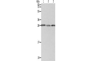 Western Blotting (WB) image for anti-Proteasome (Prosome, Macropain) 26S Subunit, Non-ATPase, 9 (PSMD9) antibody (ABIN2422091) (PSMD9 Antikörper)
