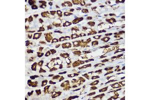 Immunohistochemistry of paraffin-embedded mouse stomach using BNIP3 Rabbit pAb (ABIN6127502, ABIN6137620, ABIN6137621 and ABIN6221337) at dilution of 1:150 (40x lens). (BNIP3 Antikörper  (AA 1-164))