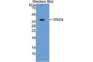 Western Blotting (WB) image for anti-Follistatin-Like 1 (FSTL1) (AA 20-306) antibody (ABIN1176701)