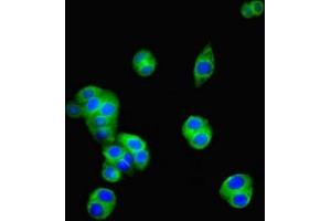 Immunofluorescent analysis of PC-3 cells using ABIN7154947 at dilution of 1:100 and Alexa Fluor 488-congugated AffiniPure Goat Anti-Rabbit IgG(H+L) (CD34 Antikörper  (AA 124-375))