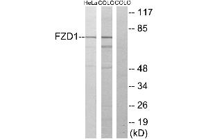 Western blot analysis of extracts from HeLa cells and COLO205 cells, using FZD1 antibody. (FZD1 Antikörper  (Internal Region))