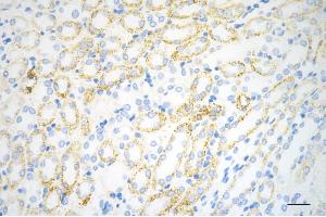 Immunohistochemistry was performed on paraffin-embedded mouse kidney using C1QBP antibody (ABIN7798136), 1:200). (Rekombinanter C1QBP Antikörper)