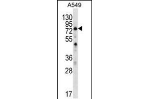 Western blot analysis in A549 cell line lysates (35ug/lane). (SPATA7 Antikörper  (C-Term))