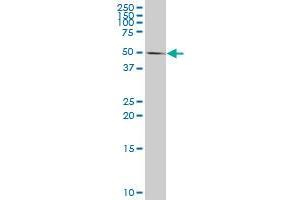 Western Blotting (WB) image for anti-Caspase 10, Apoptosis-Related Cysteine Peptidase (CASP10) (AA 1-110) antibody (ABIN514026)
