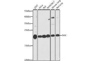 Western blot analysis of extracts of various cell lines using BAX Polyclonal Antibody at dilution of 1:1000. (BAX Antikörper)